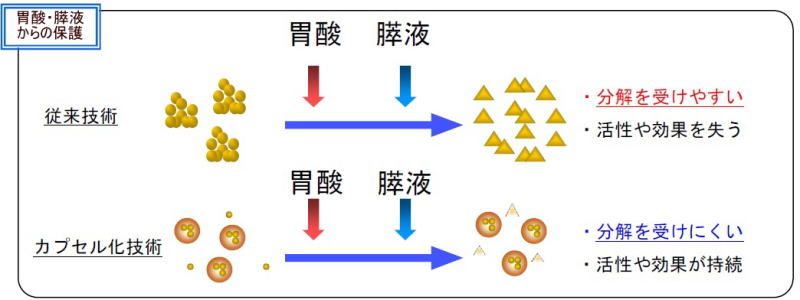 消化酵素からの分解で活性を失う素材イメージ