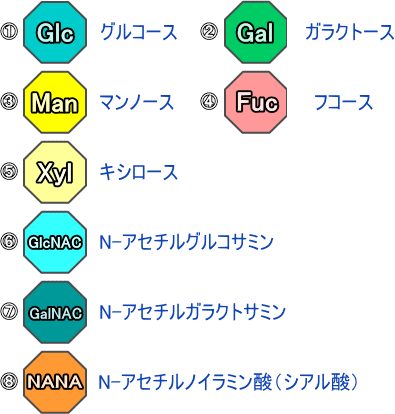 グルコース、ガラクトース、マンノース、フコース、キシロース等、8つの種類の単糖