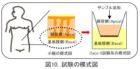 フコイダンの吸収試験のイメージ