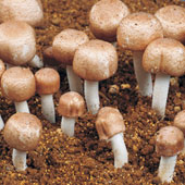 アガリクス茸の写真