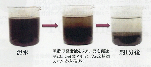 黒酵母の凝集活性-泥水の汚物を巻き込み水を綺麗にします
