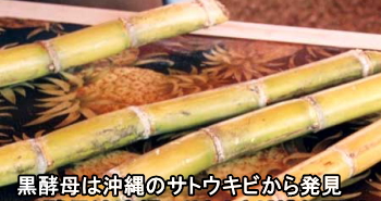 黒酵母は沖縄のサトウキビから発見