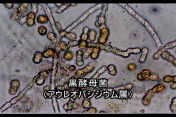 黒酵母-アウレオバシジウム属の酵母株