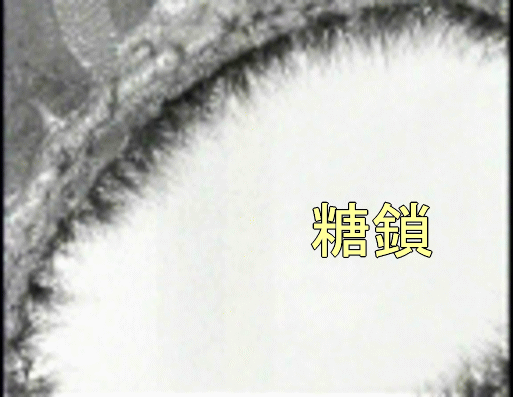 細胞の表面に髭のようにびっしりと生えているのが「糖鎖」-写真