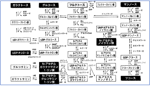 単糖の体内交換構造図