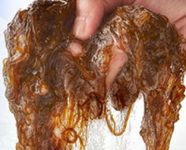 お薦め同時摂取製品 ナノ化処理アガリクス菌糸体や、秋ウコンエキス