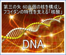 新陳代謝とフコイダンの特性を支える、核酸